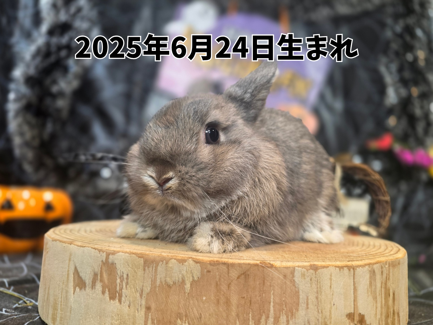 うさぎまとめ売り 楽天市場】【正規品】 うさぎシリーズ うさぎ男爵 うさぎ婦人うさぎ